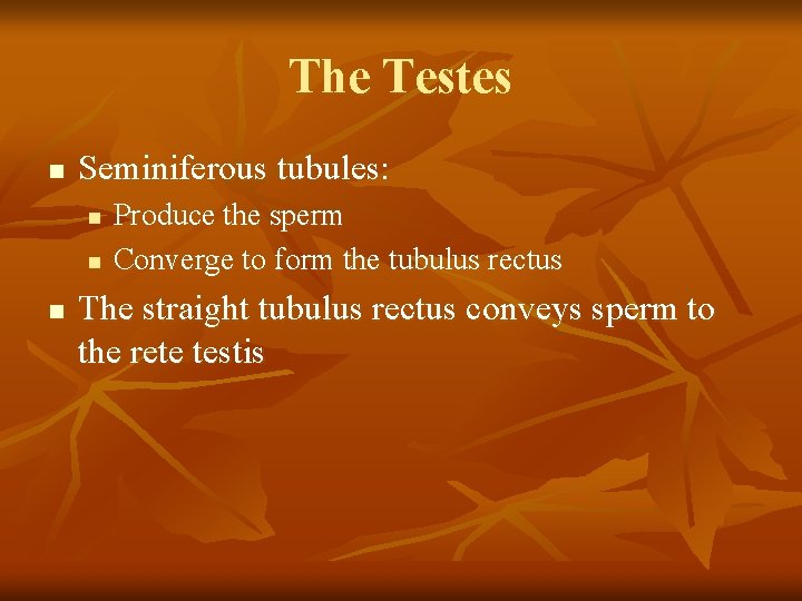 The Testes n Seminiferous tubules: n n n Produce the sperm Converge to form
