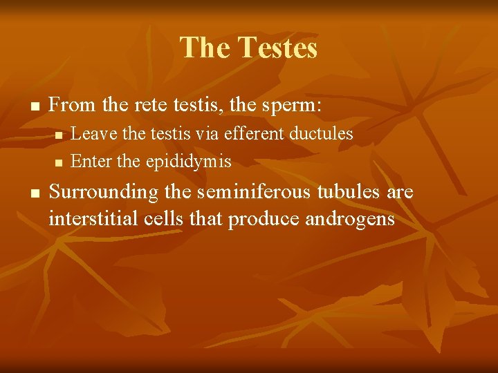 The Testes n From the rete testis, the sperm: n n n Leave the