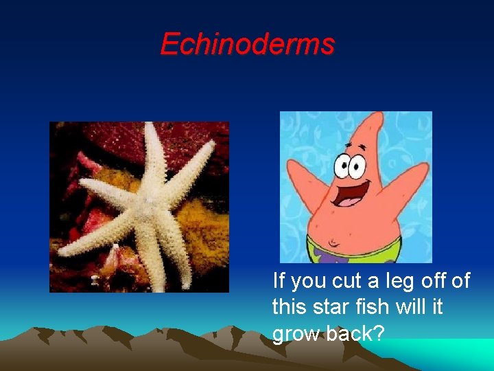 Echinoderms If you cut a leg off of this star fish will it grow