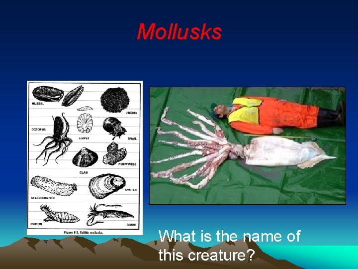 Mollusks What is the name of this creature? 