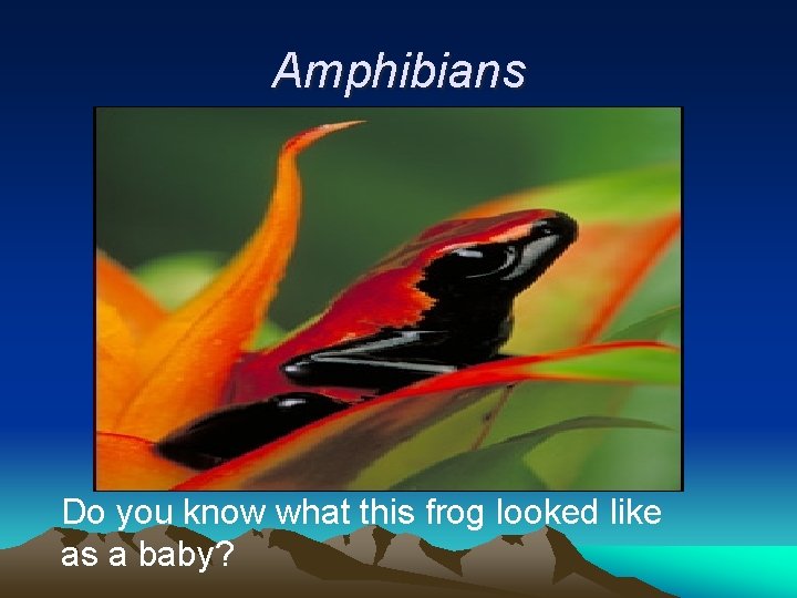 Amphibians Do you know what this frog looked like as a baby? 