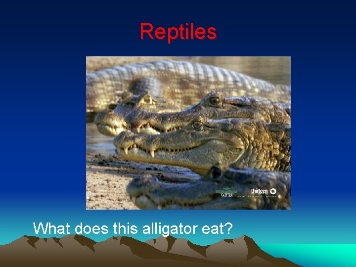 Reptiles What does this alligator eat? 