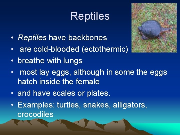 Reptiles • • Reptiles have backbones are cold-blooded (ectothermic) breathe with lungs most lay