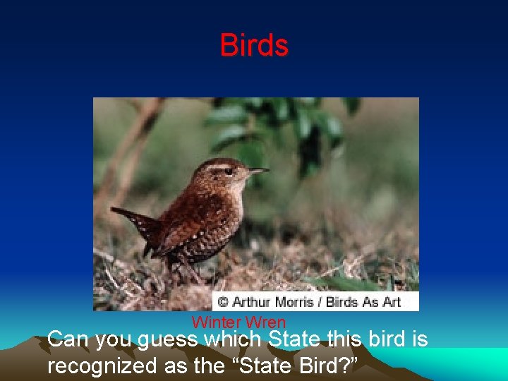 Birds Winter Wren Can you guess which State this bird is recognized as the