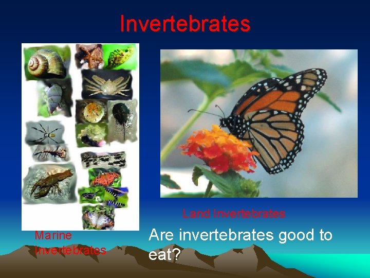 Invertebrates Land Invertebrates Marine Invertebrates Are invertebrates good to eat? 