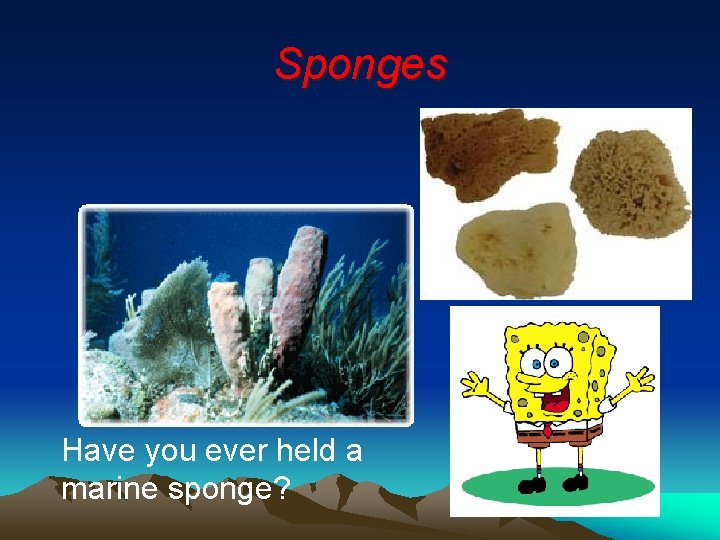 Sponges Have you ever held a marine sponge? 