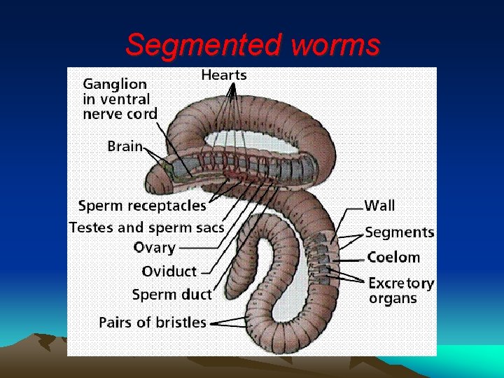 Segmented worms 