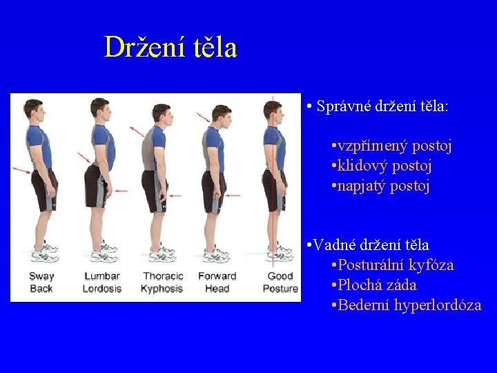 Držení těla • Správné držení těla: • vzpřímený postoj • klidový postoj • napjatý