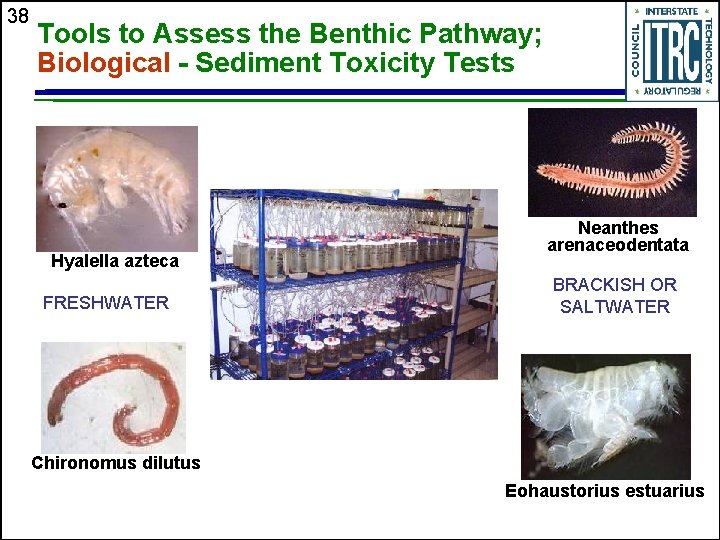 38 Tools to Assess the Benthic Pathway; Biological - Sediment Toxicity Tests Hyalella azteca