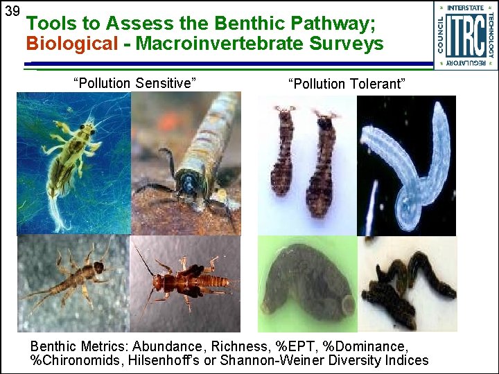 39 Tools to Assess the Benthic Pathway; Biological - Macroinvertebrate Surveys “Pollution Sensitive” “Pollution