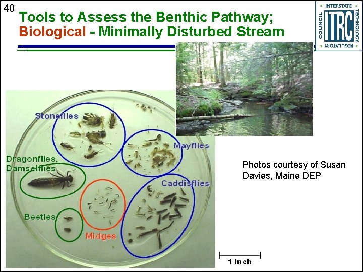40 Tools to Assess the Benthic Pathway; Biological - Minimally Disturbed Stream Photos courtesy