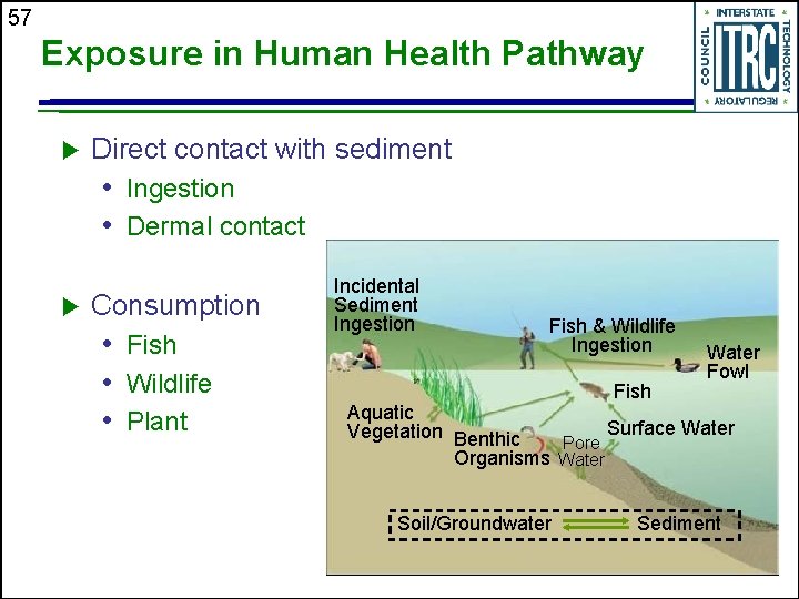 57 Exposure in Human Health Pathway u Direct contact with sediment • Ingestion •