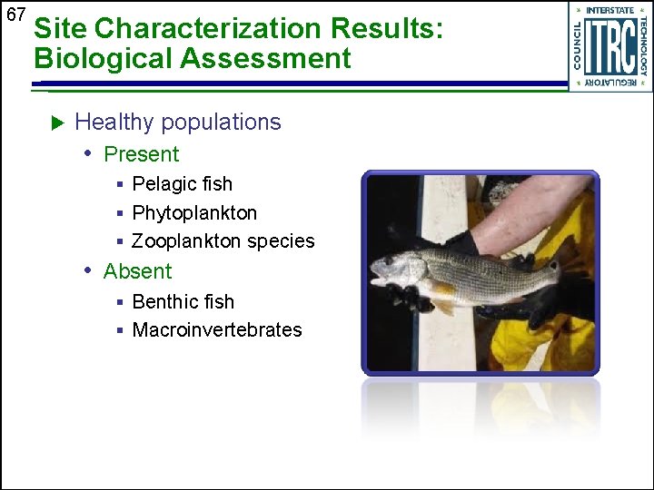 67 Site Characterization Results: Biological Assessment u Healthy populations • Present § Pelagic fish