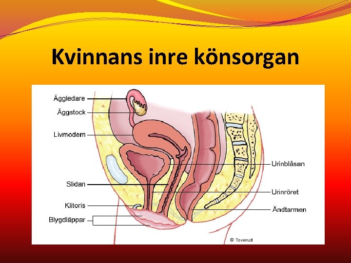 Kvinnans inre könsorgan 