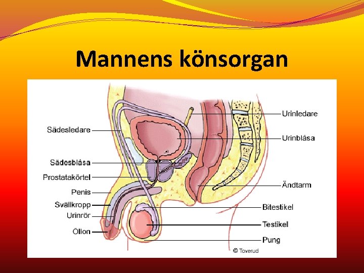 Mannens könsorgan 