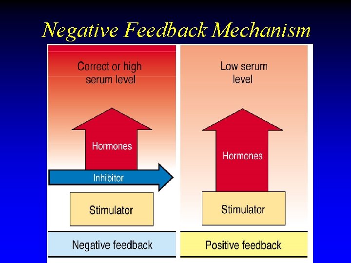 Negative Feedback Mechanism Negative Feedback Mechanism