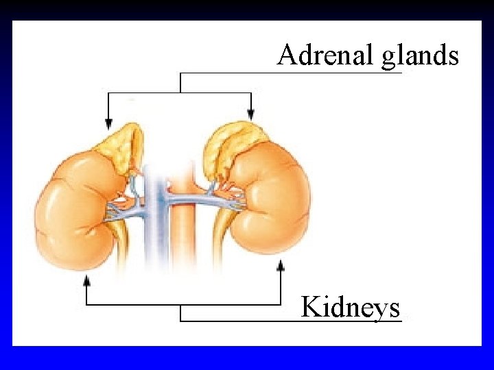 Adrenal glands Kidneys Adrenal glands Kidneys