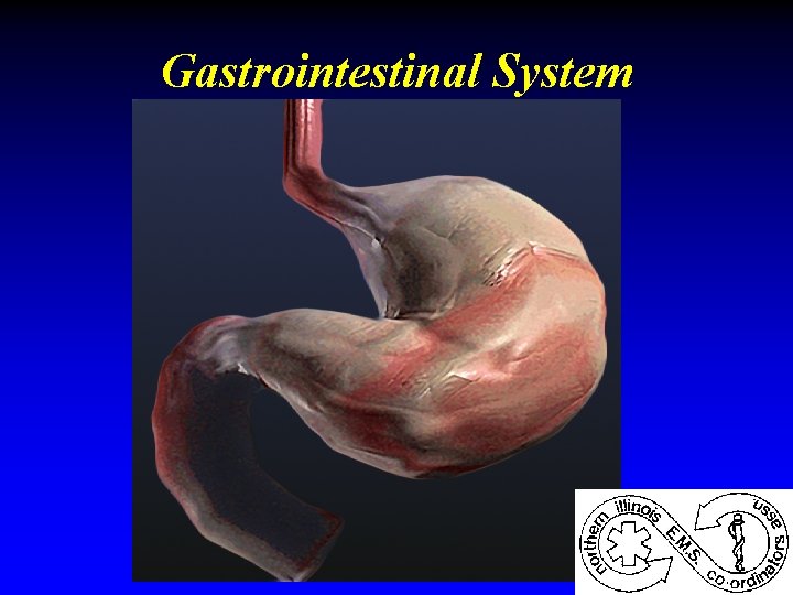 Gastrointestinal System Gastrointestinal System