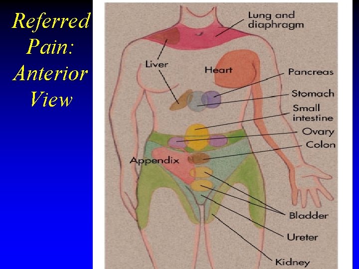 Referred Pain: Anterior View Referred Pain: Anterior View