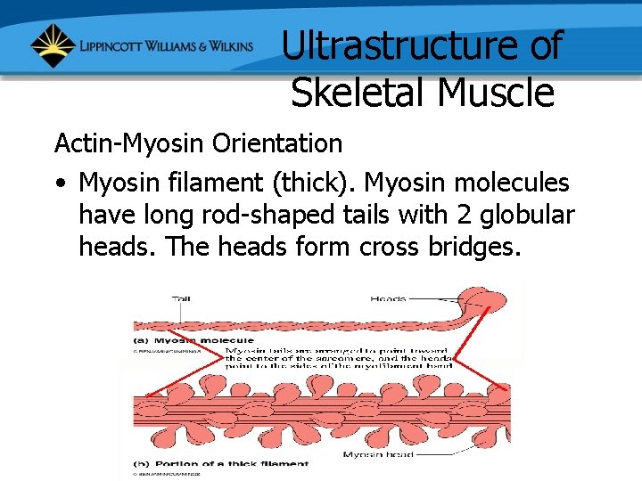 Ultrastructure of Skeletal Muscle Actin-Myosin Orientation • Myosin filament (thick). Myosin molecules have long
