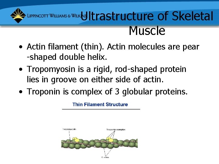 Ultrastructure of Skeletal Muscle • Actin filament (thin). Actin molecules are pear -shaped double