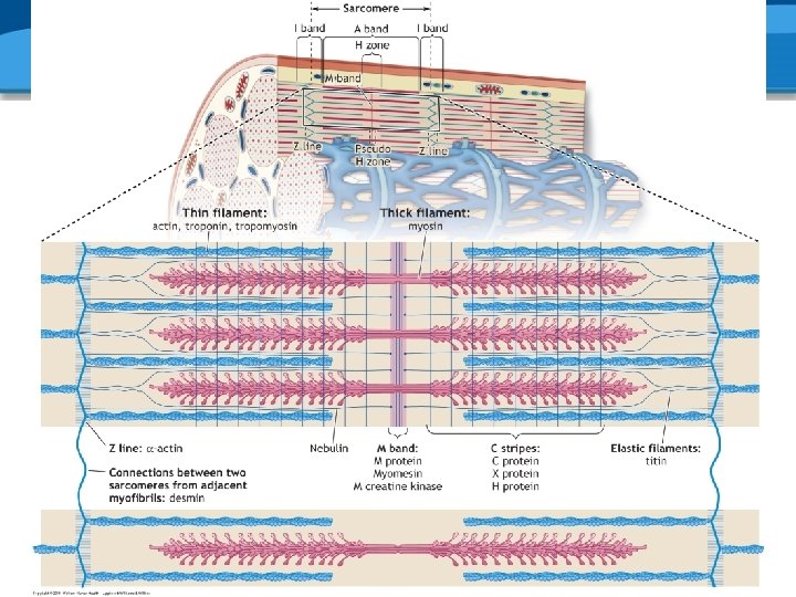 Copyright © 2006 Lippincott Williams & Wilkins. 
