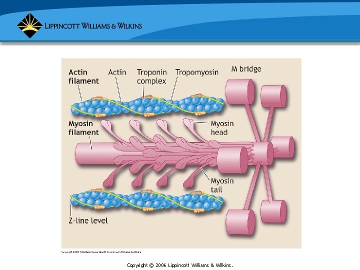 Copyright © 2006 Lippincott Williams & Wilkins. 