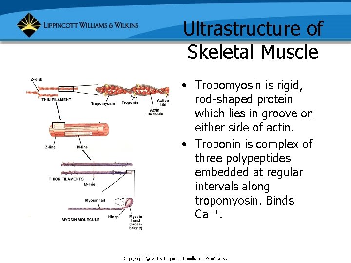 Ultrastructure of Skeletal Muscle • Tropomyosin is rigid, rod-shaped protein which lies in groove