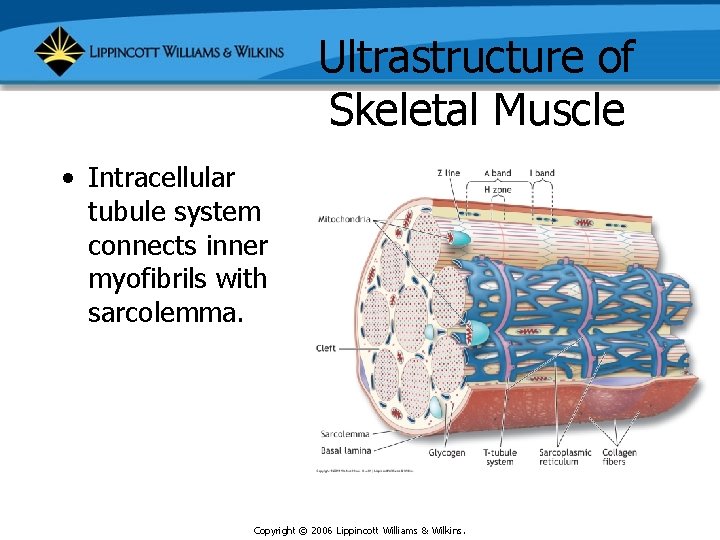 Ultrastructure of Skeletal Muscle • Intracellular tubule system connects inner myofibrils with sarcolemma. Copyright