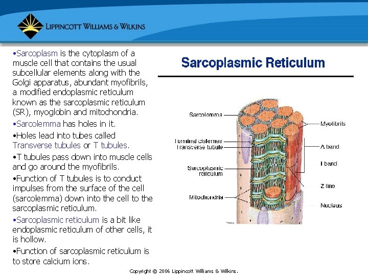  • Sarcoplasm is the cytoplasm of a muscle cell that contains the usual