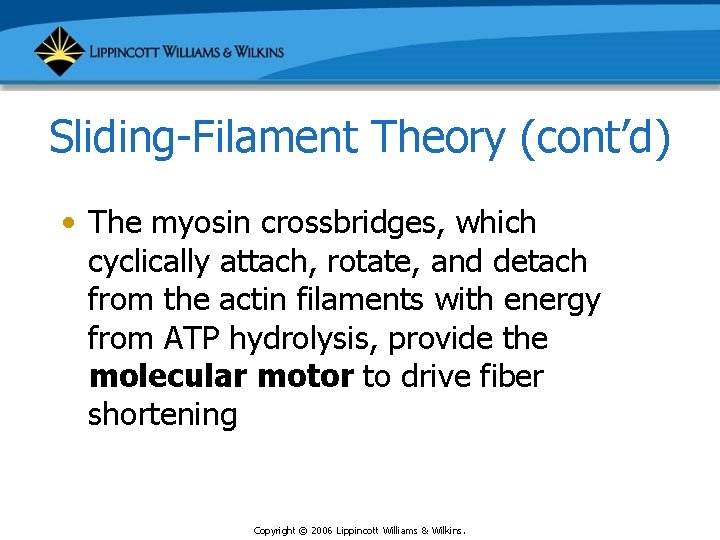 Sliding-Filament Theory (cont’d) • The myosin crossbridges, which cyclically attach, rotate, and detach from