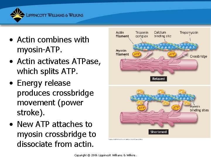  • Actin combines with myosin-ATP. • Actin activates ATPase, which splits ATP. •