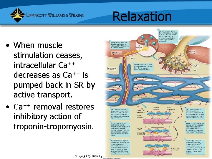 Relaxation • When muscle stimulation ceases, intracellular Ca++ decreases as Ca++ is pumped back