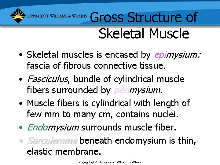 Gross Structure of Skeletal Muscle • Skeletal muscles is encased by epimysium: fascia of