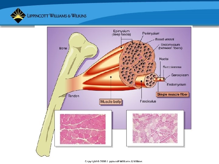 Copyright © 2006 Lippincott Williams & Wilkins. 
