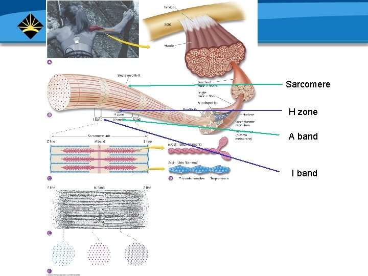 Sarcomere H zone A band I band Copyright © 2006 Lippincott Williams & Wilkins.