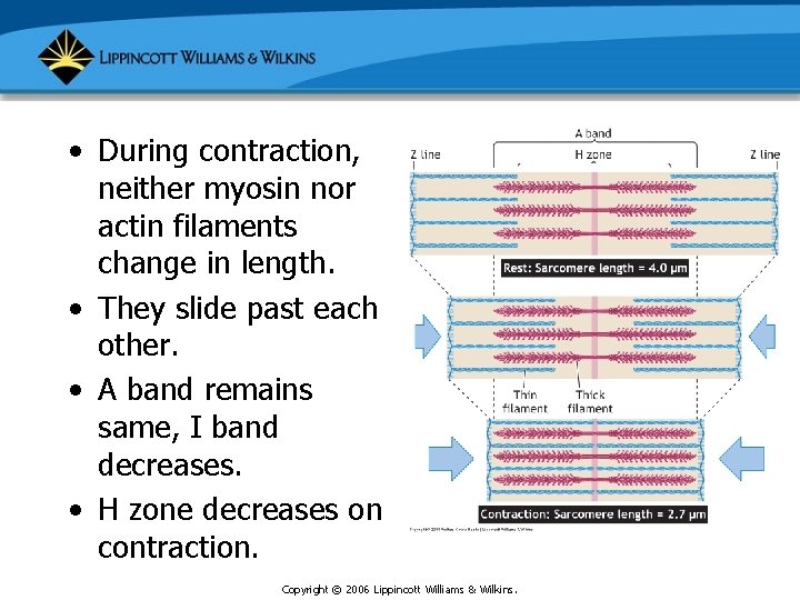  • During contraction, neither myosin nor actin filaments change in length. • They