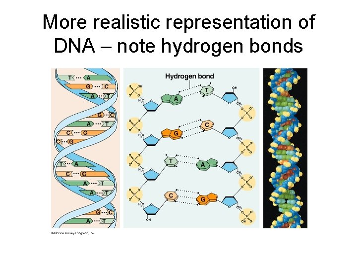 More realistic representation of DNA – note hydrogen bonds 