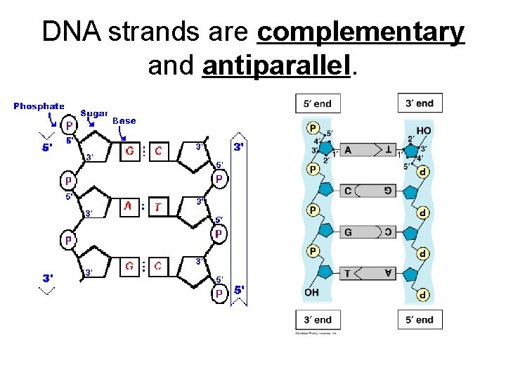 DNA strands are complementary and antiparallel. 