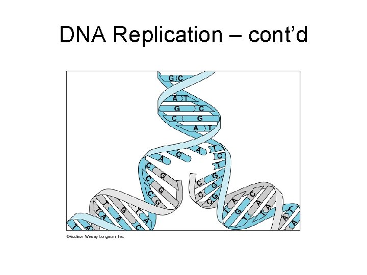 DNA Replication – cont’d 