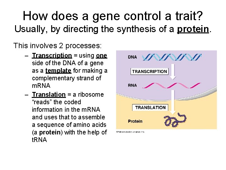 How does a gene control a trait? Usually, by directing the synthesis of a