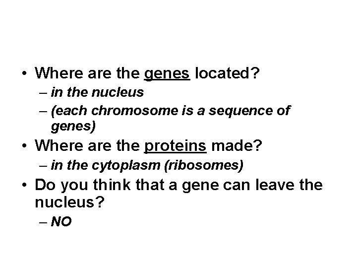  • Where are the genes located? – in the nucleus – (each chromosome