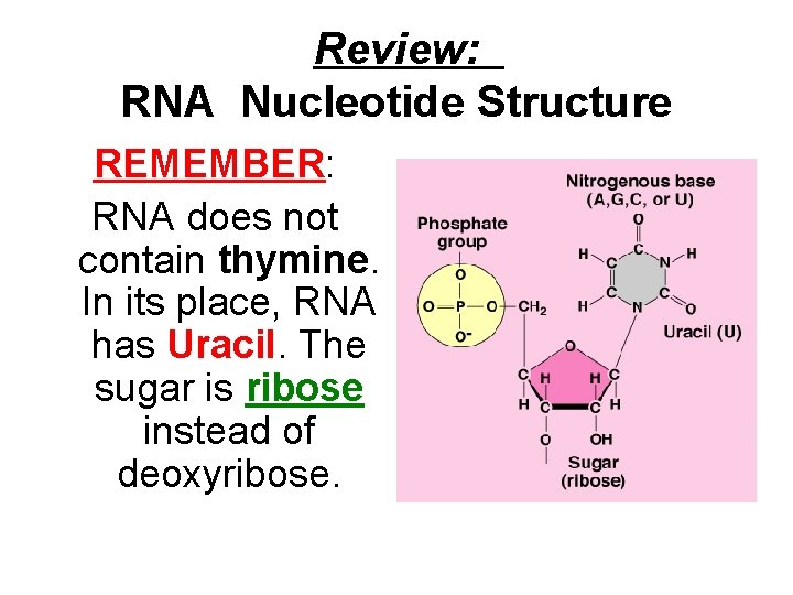 Review: RNA Nucleotide Structure REMEMBER: RNA does not contain thymine. In its place, RNA