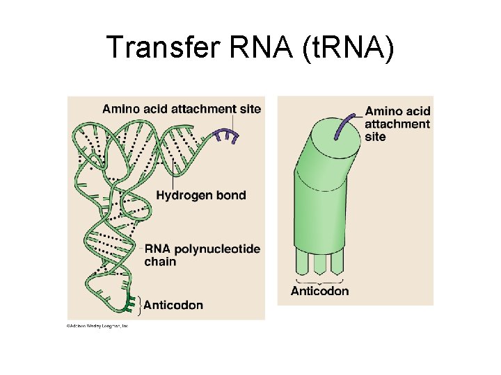 Transfer RNA (t. RNA) 