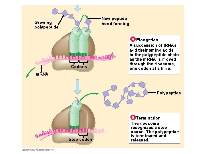 New peptide bond forming Growing polypeptide 4 Elongation Codons A succession of t. RNAs