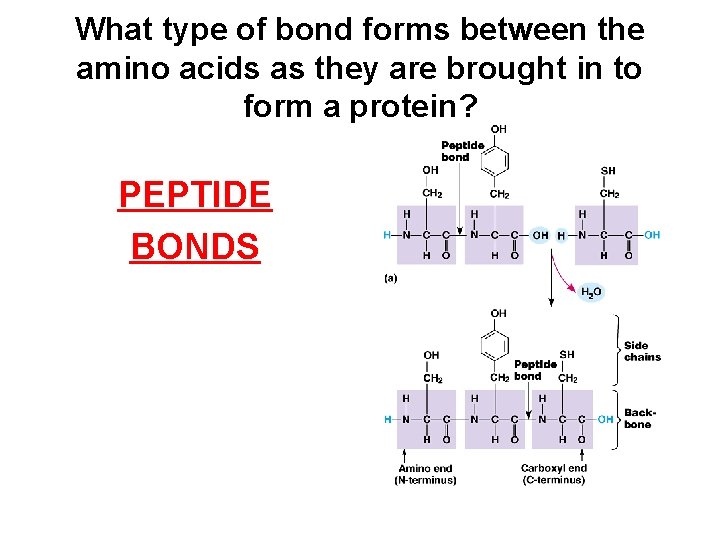 What type of bond forms between the amino acids as they are brought in