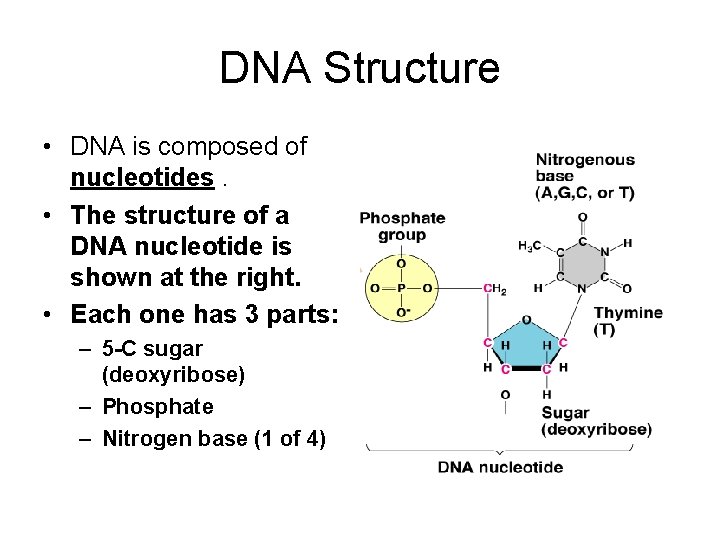 DNA Structure • DNA is composed of nucleotides. • The structure of a DNA