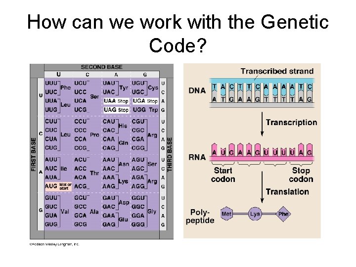 How can we work with the Genetic Code? 