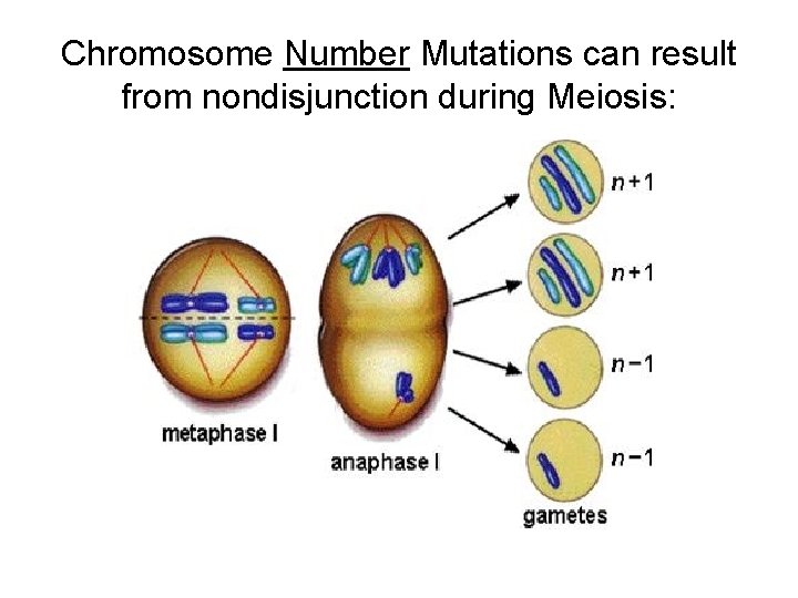 Chromosome Number Mutations can result from nondisjunction during Meiosis: 