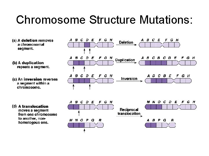 Chromosome Structure Mutations: 